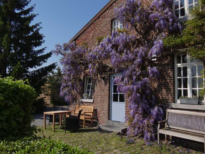 Glycine en fleurs